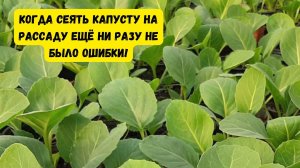 Когда сеять капусту на рассаду- точные сроки для любого региона