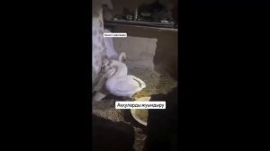 Белая лебедь попала в беду