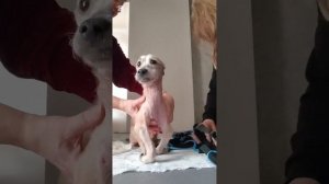 Снежку  примеряем снаряжение