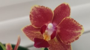 20.02.2026г. Много азиатских орхидей в Лемана Про.