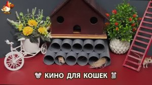 Видео для кошек про крысок развлекать питомцев 🐭🐀😂 (463)