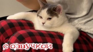 Смешные Кошки-Коты 2025 😸Лучшие приколы с кошками и Животными!😸 Кошки😸 Животные- Смешное видео!