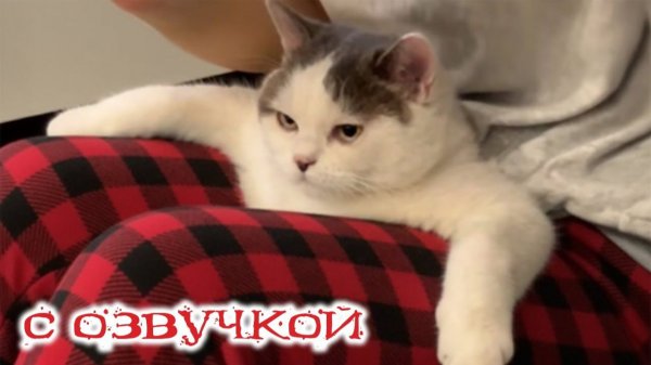 Смешные Кошки-Коты 2025 😸Лучшие приколы с кошками и Животными!😸 Кошки😸 Животные- Смешное видео!