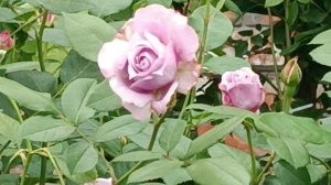 Роза Новалис(Novalis)