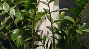 Средь задёргнутых штор...