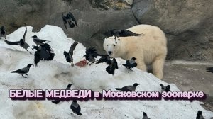Кормление белого медведя в Московском зоопарке. Наблюдаем за трапезой. У мишки отменный аппетит