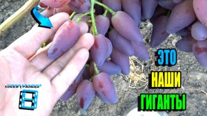 САМЫЙ КРУПНЫЙ ВИНОГРАД НА НАШЕМ ВИНОГРАДНИКЕ. СЕВЕРНЫЙ ВИНОГРАД 26-03