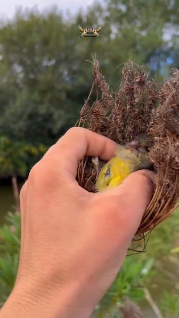 Потревожили птичку 😳