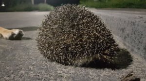 Дружба  ежа и бездомной  собаки, п. Гусевский, г. Гусь-Хрустальный, 33 регион, Россия.