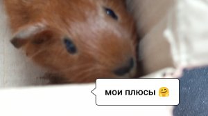 ПЛЮСЫ морских свинок на МОЙ ВЗГЛЯД/Морская Свинка Орешек