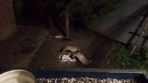 про барсучат