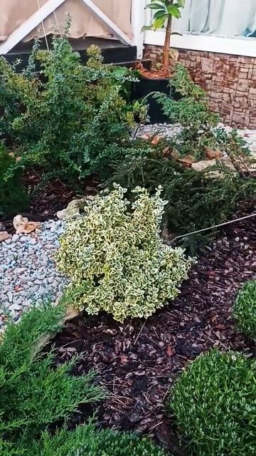 Вечерняя обработка сада от вредителей и стресса#садна4сотках#южныйсад#крым#декоративныйсад#обработка