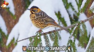 Птицы зимой в лесу 🐦_⬛🦉 🦤 видео для отдыха душой 🦅🌲(13)