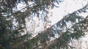 утро пятницы в диком зоопарке