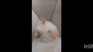 БУМ БУМ ШАКА ТАКА 🎵