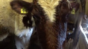 Трудный день - и поплнение и утрата .