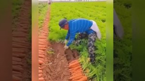 Мы продолжаем собирать урожай.