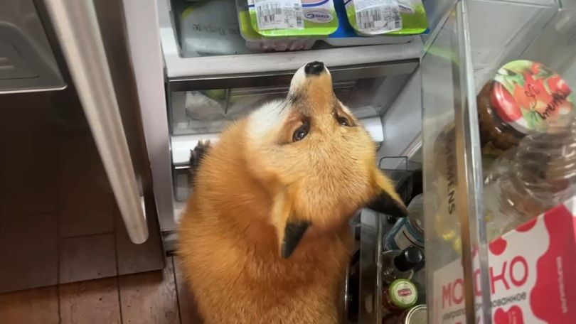 Лиса-Алиса. В холодильнике угощение найдется всем смотреть онлайн