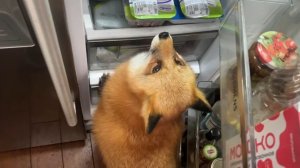 Лиса-Алиса. В холодильнике угощение найдется всем