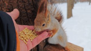 Снова кормлю знакомую белку