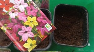 От посева до всходов, за 8 дней! Зима не отступает!