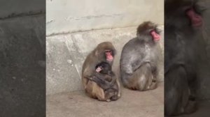 Малыша Панча крепко обняла взрослая обезьяна — у милого макака налаживаются дела