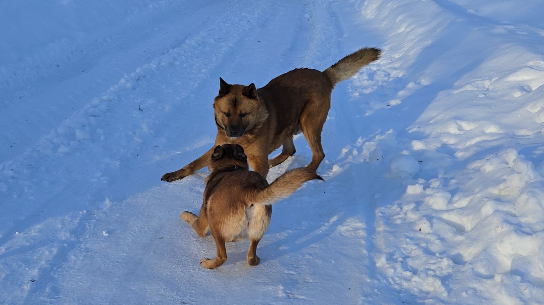 Чудные собаки, яркий день и маленькая верхолазка смотреть онлайн