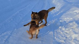 Чудные собаки, яркий день и маленькая верхолазка