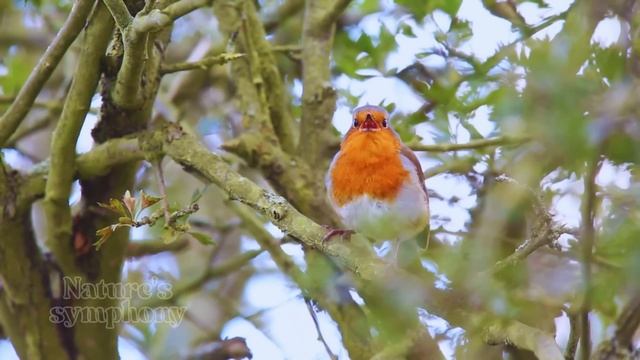 Пение птичек для расслабления