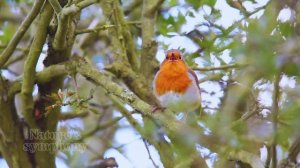 Пение птичек для расслабления