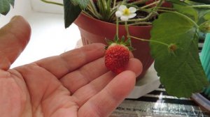 Клубника  в январе ❄️ на подоконнике! Россия, 33 регион. (Strawberries).