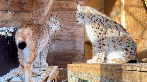 РЫСЬ МАРТИН РАСТЕРЯЛСЯ НА ДВОЙНОМ СВИДАНИИ