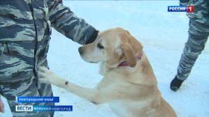 ГТРК СЛАВИЯ Кинологический центр УВД ищет хозяев для питомцев  20.02.26