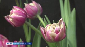 Предчувствие весны: большая выставка тюльпанов открылась в Вологде