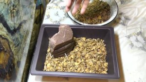 Органический дренаж из отходов для  ЛЕУЦЕНЫ . Пересадка в стиле бонсай (Leucaena).