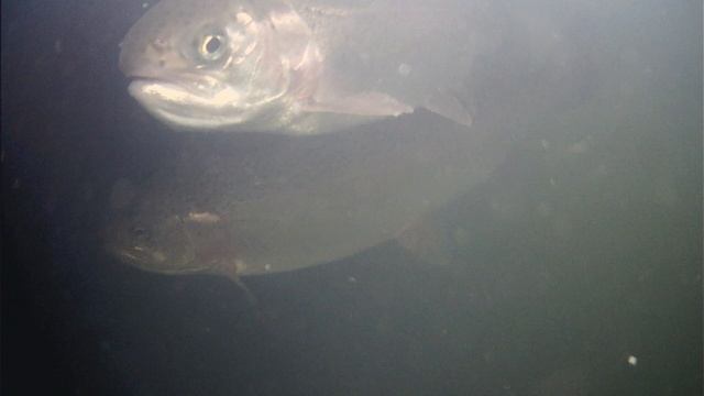 подводный мир в Рыбин Гуде смотреть онлайн