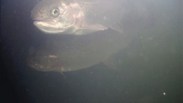 подводный мир в Рыбин Гуде