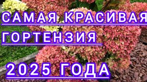 Эта гортензия на 1ом месте по красоте (для меня ).Советую её купить !