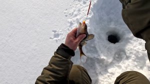 РЫБАК ПРОБРАЛСЯ НА СПРЯТАННОЕ ЛЕСНОЕ ОЗЕРО. ПРОСТАЯ РЫБАЛКА НА СЕВЕРЕ. РЫБЫ МНОГО ПОПРОБУЙ ПОЙМАЙ.