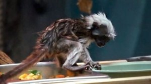 Малышка эдиповых тамаринов по имени Бусинка не хочет спать и не слушает кипера.