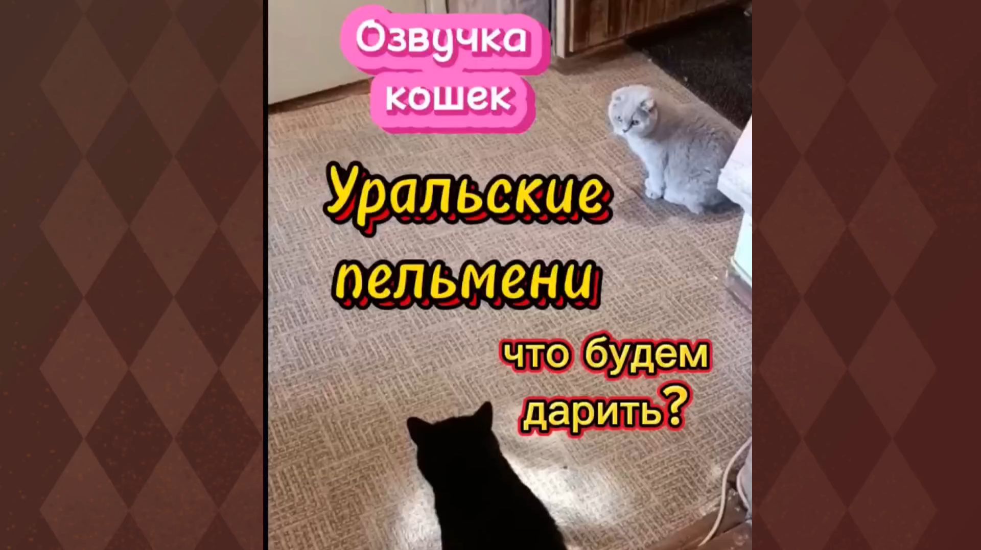 КОШКИ С ОЗВУЧКОЙ. Что будем дарить на 23 февраля?
