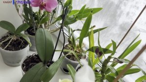 Цветы на окне #4