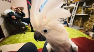 Жорик ПСИХАНУЛ на меня и снова стал ГОНЯТЬСЯ за Владом на плече которого сидела Кира!