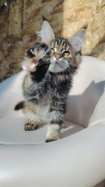 Asteriay Mos Lakshestar котенок мейн кун 2 месяца и 2 недели.