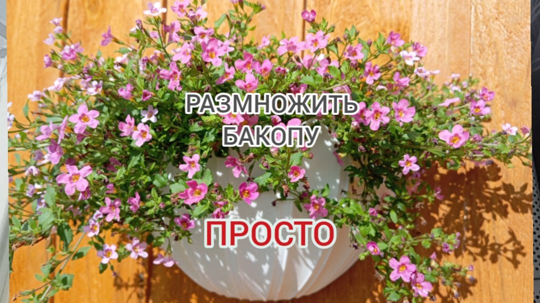 РАЗМНОЖАЮ БАКОПУ-ПРОСТО🌺😉20.02.26г смотреть онлайн