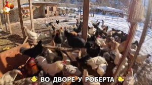 Содержание кур в домашних условиях и других птиц во дворе у Роберта 🐣🐤🦆🐔🪿🦃 (424)