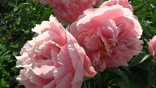 Сборный ролик пионов отечественной селекции №3