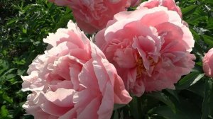 Сборный ролик пионов отечественной селекции №3