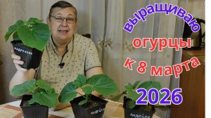 Огурцы на подоконнике к 8 Марта. часть 3.