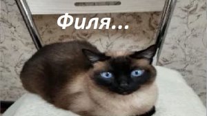 Записал кота Филю на прививку. Погода начинает меняться!!!